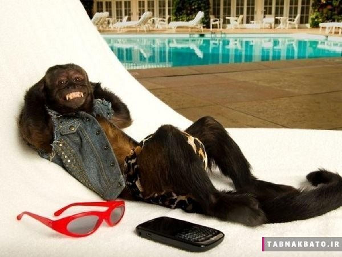 ثروتمندترین میمون جهان و درآمد هنگفتش!