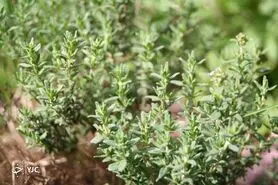 خواص آویشن؛ گیاه سحرآمیزی که بقراط بر مصرف آن تاکید داشت