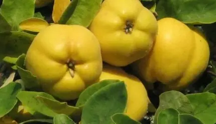 خواص شگفت انگیز یک میوه زمستانی برای بدن