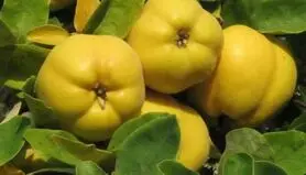 خواص شگفت انگیز یک میوه زمستانی برای بدن