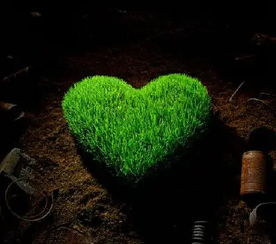 کاشت سبزه عید به شکل قلب