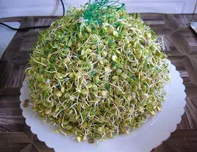 آموزش کاشت سبزه ی توپی