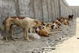 سرنوشت سگ‌های بی‌صاحب اصفهان