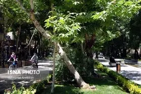 حذف درختان پرخطر در شهر اصفهان