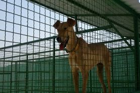 ۷ پناهگاه سگ دراصفهان مجوز فعالیت ندارد