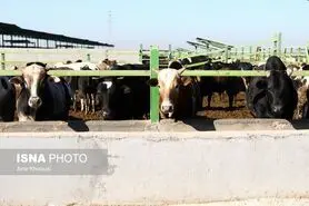 امکان استفاده دام و طیور از پساب فاضلاب وجود ندارد