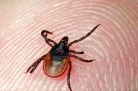 بیماری تب کنگو در کشور شیوع نیافته است