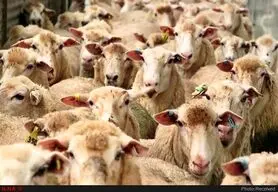 افزایش ۸۰ تا ۱۰۰ درصدی عرضه دام مولد برای ذبح/ اوضاع بسیار نگران کننده است