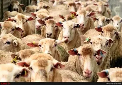 افزایش ۸۰ تا ۱۰۰ درصدی عرضه دام مولد برای ذبح/ اوضاع بسیار نگران کننده است