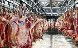 کاهش قیمت گوشت کاذب است