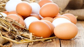 نیازی به واردات تخم‌مرغ نداریم/ تولید حداقل ۹۰۰ هزار تن تخم مرغ در سال