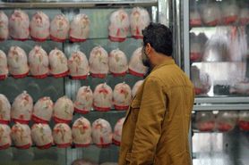 هر اصفهانی با کارت ملی هر هفته امکان خرید ۶ کیلوگرم مرغ را دارد
