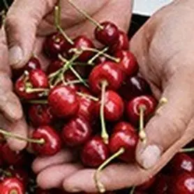 خوردن روزانه گیلاس؛ چه اتفاقی در بدن می‌افتد؟