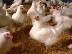 روند افزایش قیمت مرغ تا ۱۱۸ درصد