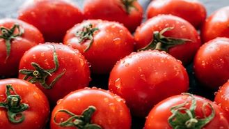 مصرف بیش از حد گوجه فرنگی چه خطراتی دارد؟