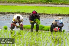 کشت برنج در اصفهان منع قانونی ندارد