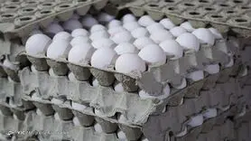 زیان ۷۰۰ تومانی مرغداران در فروش هر کیلو تخم مرغ