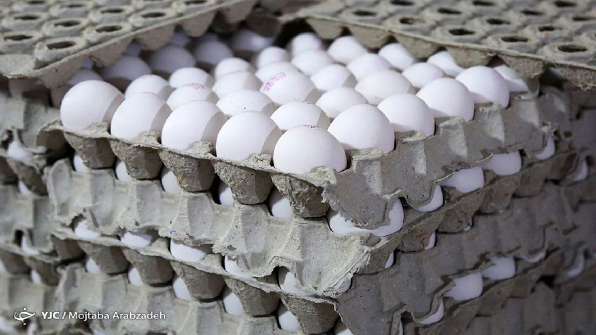 زیان ۷۰۰ تومانی مرغداران در فروش هر کیلو تخم مرغ