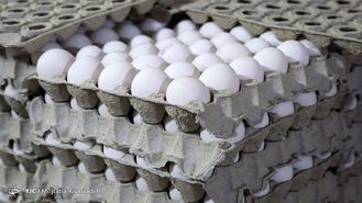 زیان ۷۰۰ تومانی مرغداران در فروش هر کیلو تخم مرغ