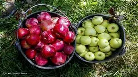 میوه ارزان می شود/ قیمت هر کیلو موز ۲۳ هزار تومان