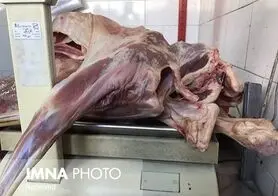 قیمت گوشت قرمز کاهش یافته است