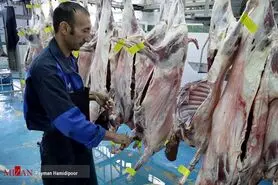 افزایش ۱۵ درصدی قیمت گوشت/ نبود نهاده عامل عرضه دام با وزن پایین به بازار
