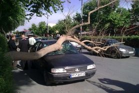 شهروندان از توقف و پارک خودرو در زیر درختان خودداری کنند