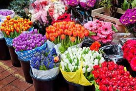 فروشندگان گل و گیاه مجاز به فعالیت در ایام همه‌گیری کرونا شدند/ کاهش ۳۰ تا ۴۰ درصد تولید گل در برخی استان‌ها