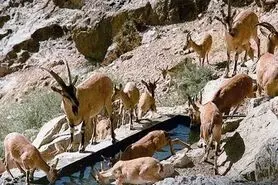 نیاز ۴۴ هزار رأس گونه مهم جانوری اصفهان به آب و علوفه