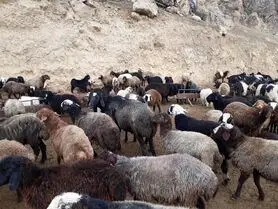 کاهش ۷۵ درصدی تقاضای دام زنده برای ماه محرم/ روی آوردن هیئت‌های مذهبی به خرید گوشت یخی ارزان