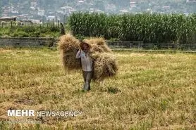 عدم نظارت؛دلیل گرانی برنج/درخواست از ۵استان برای عدم افزایش تولید