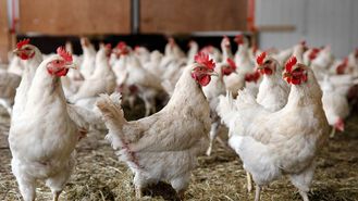 اسداله نژاد: قیمت مرغ زنده متعادل اما نرخ عرضه بی سر و سامان است