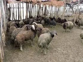 تاثیر ۵۰ تا ۶۰ درصدی تصمیمات وزارت کشاورزی در افزایش قیمت گوشت/ ۶ میلیون دام سبک مازاد داریم
