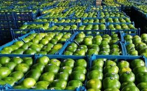 چیدن نارنگی سبز متوقف شد/ افزایش ۲۰ تا ۳۰ درصدی قیمت میوه نسبت به سال گذشته