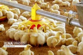 کاهش قیمت جوجه یکروزه به ۸ هزار تومان/ تمام سود صنعت مرغداری نصیب دلالان می‌شود