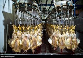 واردات هفتگی ۳ تا ۵ میلیون تخم مرغ نطفه دار گوشتی/ مرغ مهره ماه ارزان می‌شود