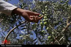 واردات روغن زیتون با مشخصات روغن‌های بکر ولی با اصالت غیراستاندارد/ کاهش چشمگیر تولید زیتون نسبت به سال گذشته