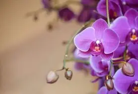 بهترین روش برای نگهداری گل ارکیده و پرورش آن