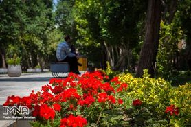 کاشت ۹۰ هزار گل داوودی در شهر اصفهان
