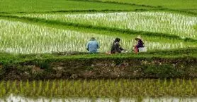 راستی: شالی کاران از افزایش قیمت برنج سودی نمی‌برند