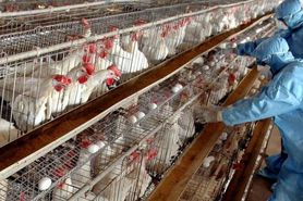 ادعای خوراندن تریاک به مرغ‌ها در اصفهان تکذیب می‌شود