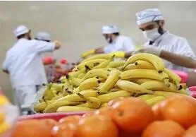 رابطه مستقیم موز با دلار!/ قیمت هر کارتن موز به حدود ۱۵ دلار رسید