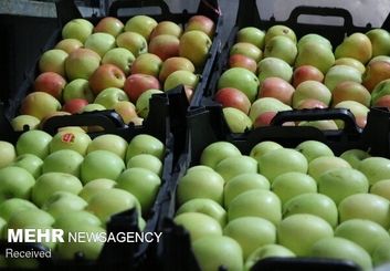 دولت بازار آشفته سیب سمیرم را ساماندهی کند/صادرات دست دلالان است