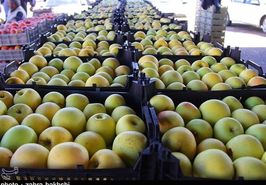 تولید سیب پاییزه استان اصفهان به ۲۱۵هزار تن می‌رسد