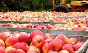 دلایل باد کردن سیب درختی روی دست باغداران/ قیمت خرید سیب ۳۰ درصد کاهش یافت