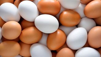 قیمت انواع تخم مرغ در بازار