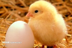 قیمت تخم مرغ در میادین ۴۳ هزار تومان است /در مغازه؛ ۶۰ هزار تومان