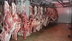 ثبات قیمت گوشت قرمز در یک ماه گذشته