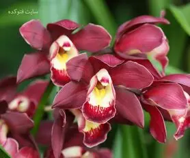 روش نگهداری گل ارکیده