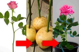 عجیب ترین روش تکثیر گل رز با استفاده از سیب زمینی